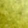 Chartreuse
