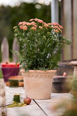 Terrace Galestro Pot