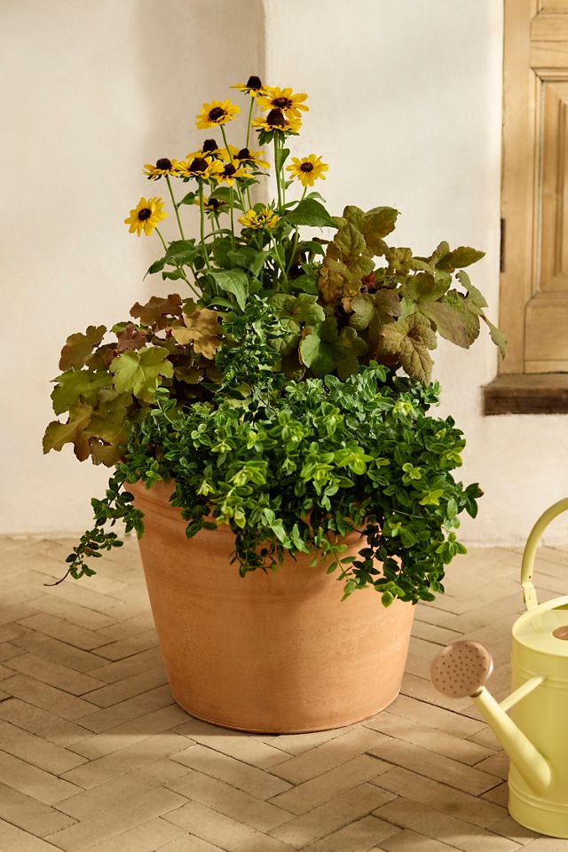 Outdoor Bergs Flora Galestro Terracotta Pot, Rose #1