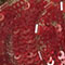 Red Floral