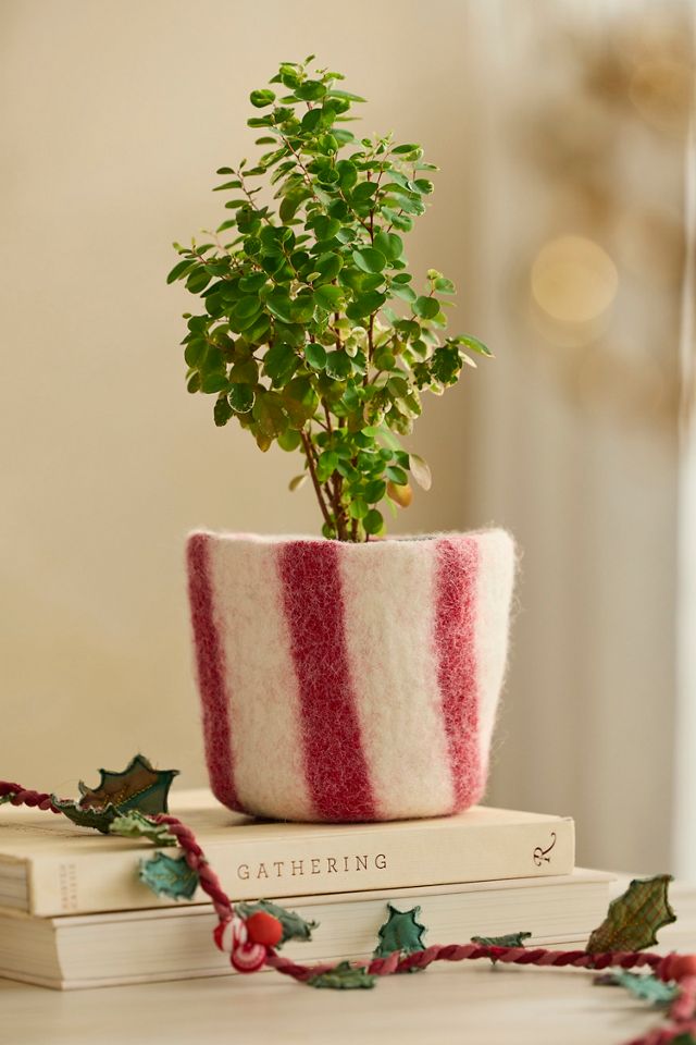 Felt Pot Cover #1