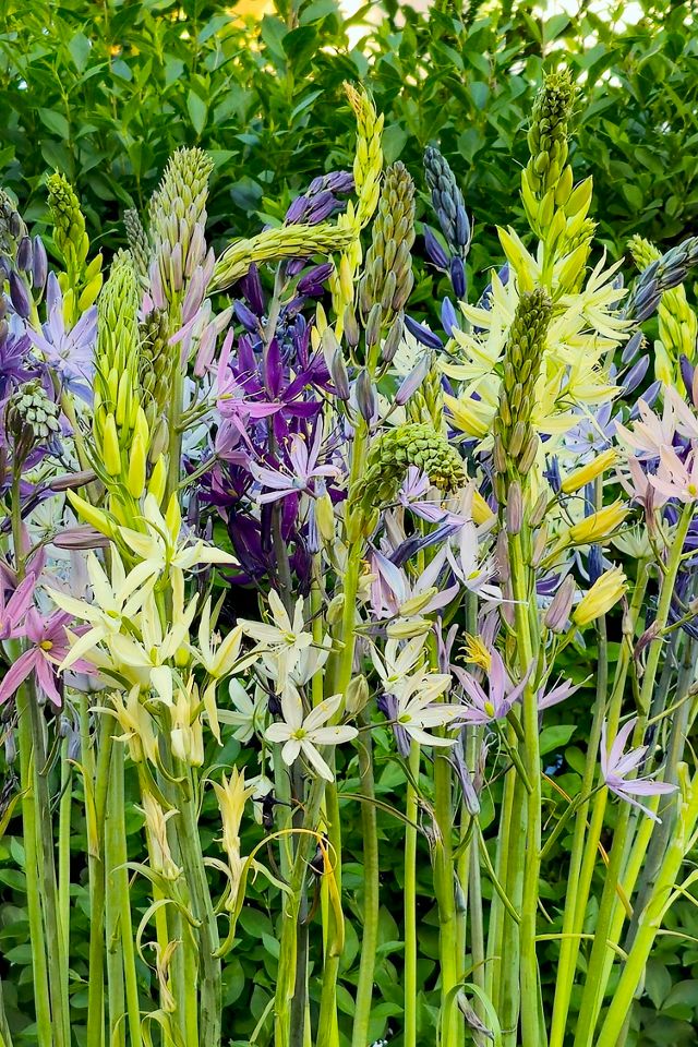 Camassia Blend Bulbs #1