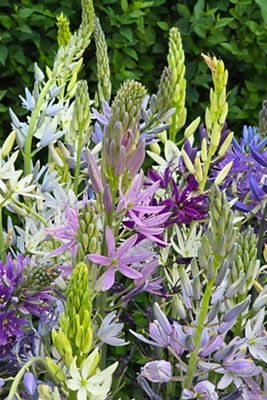 Camassia Blend Bulbs