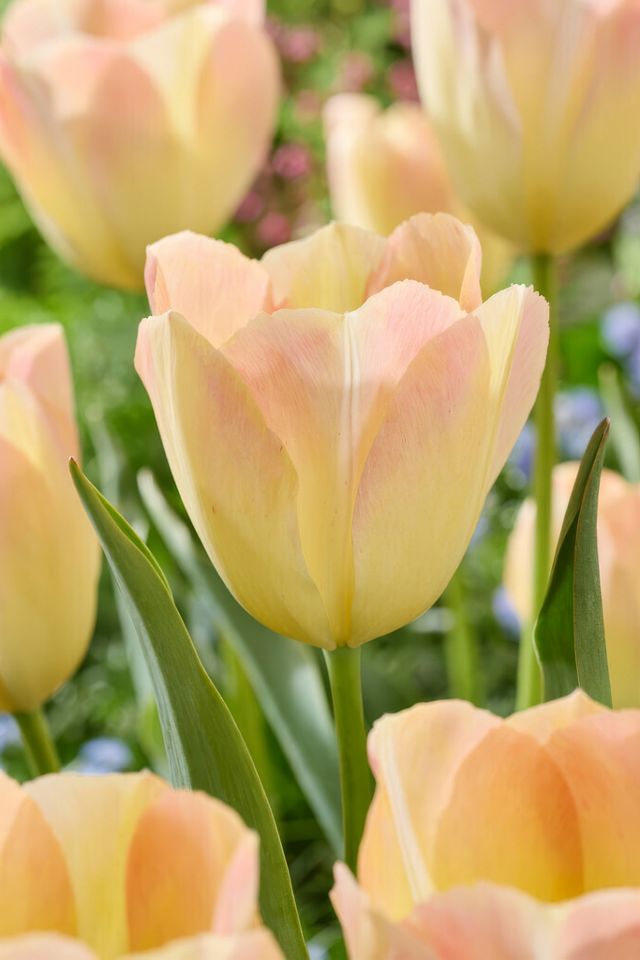 Tulip ‘Jade Maiden’ Bulbs #1