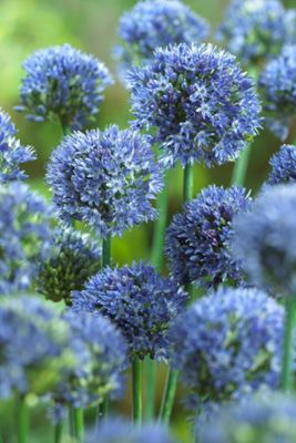 Allium Azureum Bulb