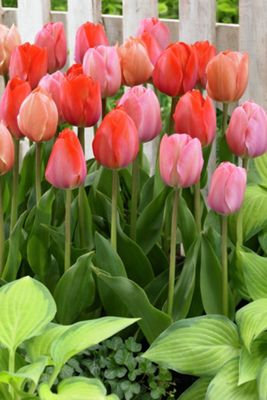 Tulip ‘Blush Mixture’ Bulbs