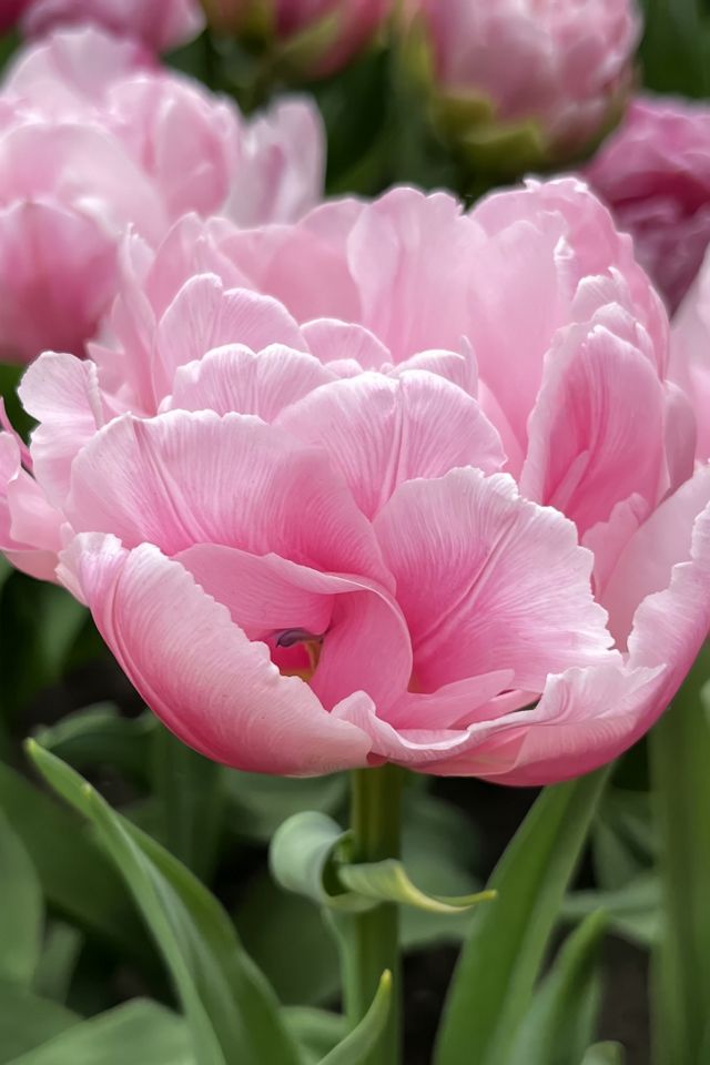 Tulip ‘Glamour Girl’ Bulbs #1