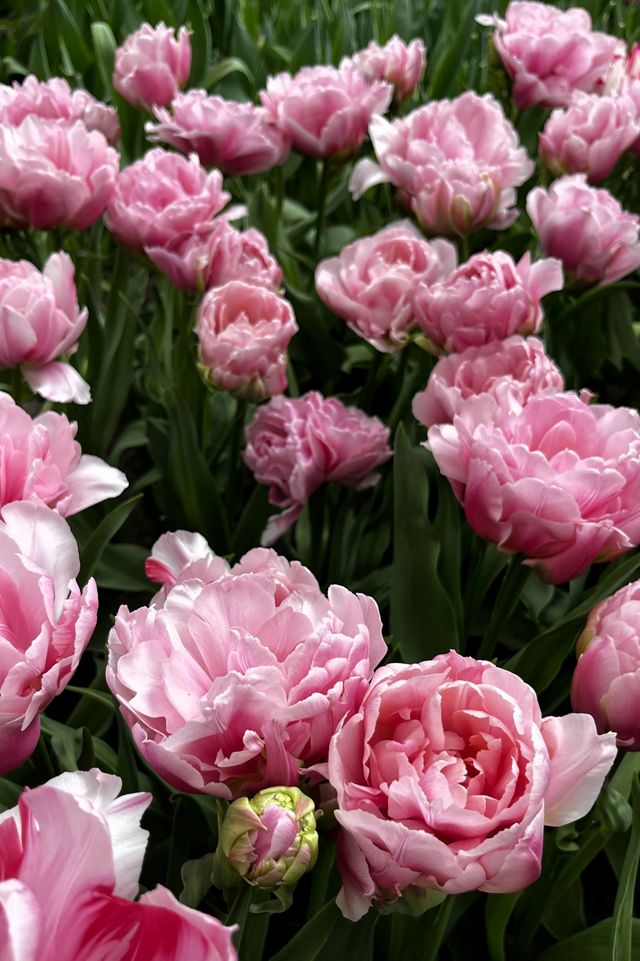 Tulip ‘Glamour Girl’ Bulbs #2