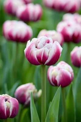 Tulip ‘Ocean Drive’ Bulbs