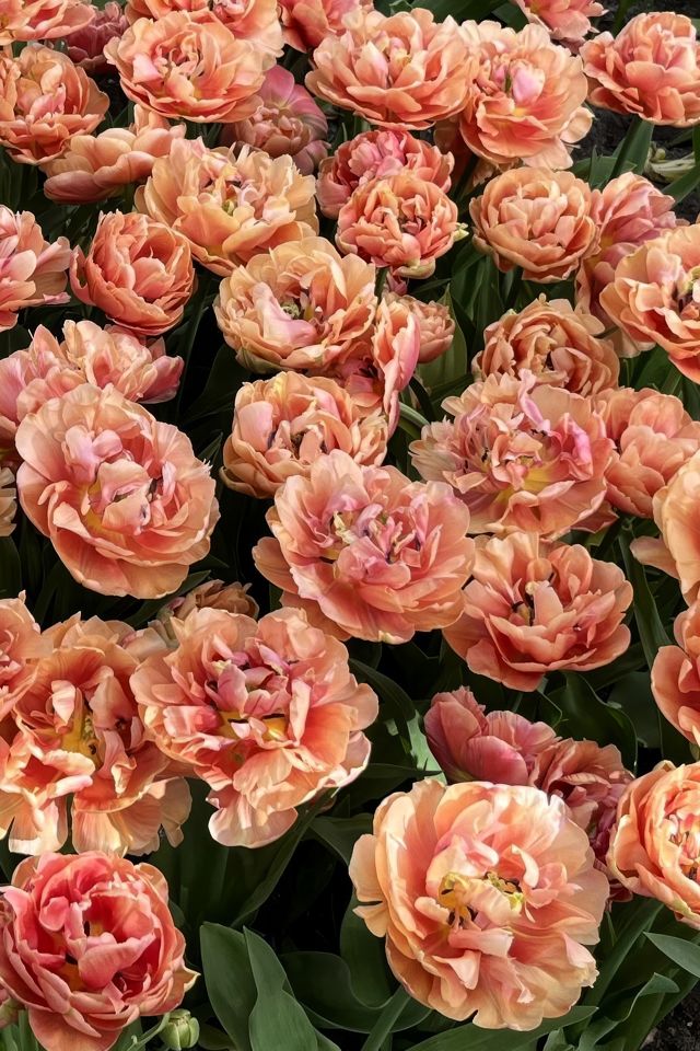 Tulip ‘Copper Image’ Bulbs #1