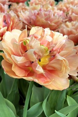 Tulip ‘Copper Image’ Bulbs