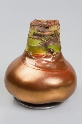 Waxed Amaryllis Bulb, Copper