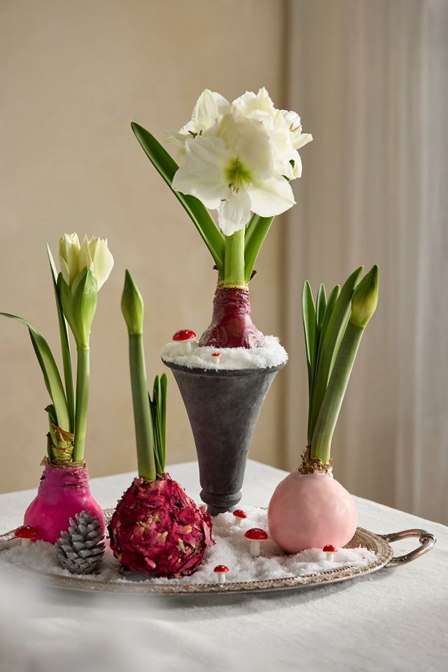 Waxed Amaryllis Bulb, Rose Petal #1