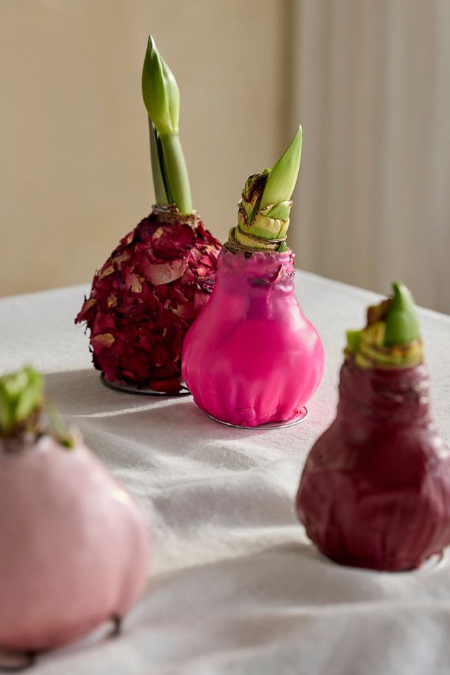 Waxed Amaryllis Bulb, Pale Pink #2