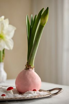Waxed Amaryllis Bulb, Pale Pink