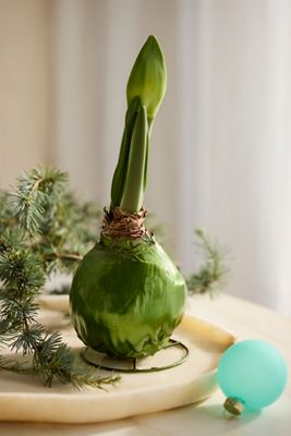 Waxed Amaryllis Bulb, Olive