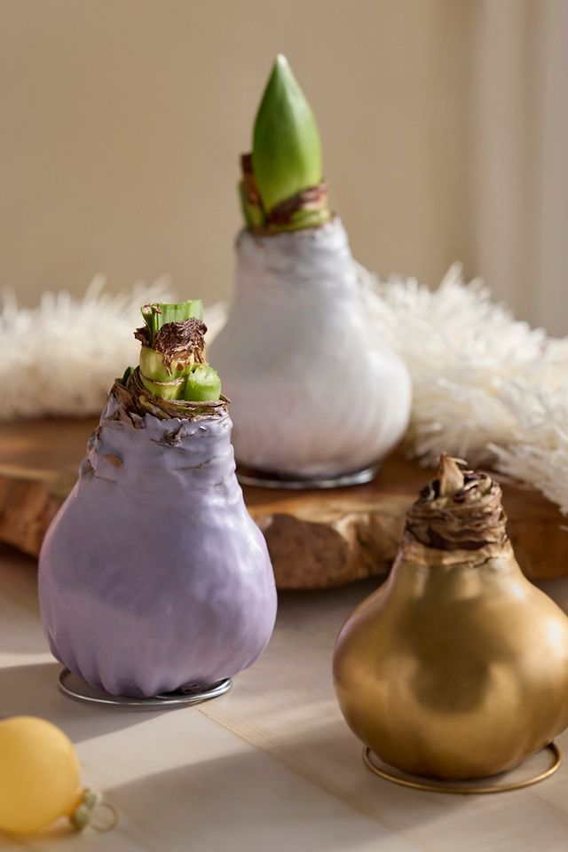 Waxed Amaryllis Bulb, Lavender #1