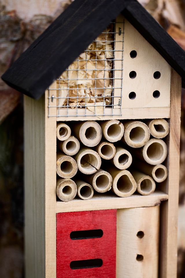 Pinewood Insect House #1