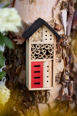 Pinewood Insect House