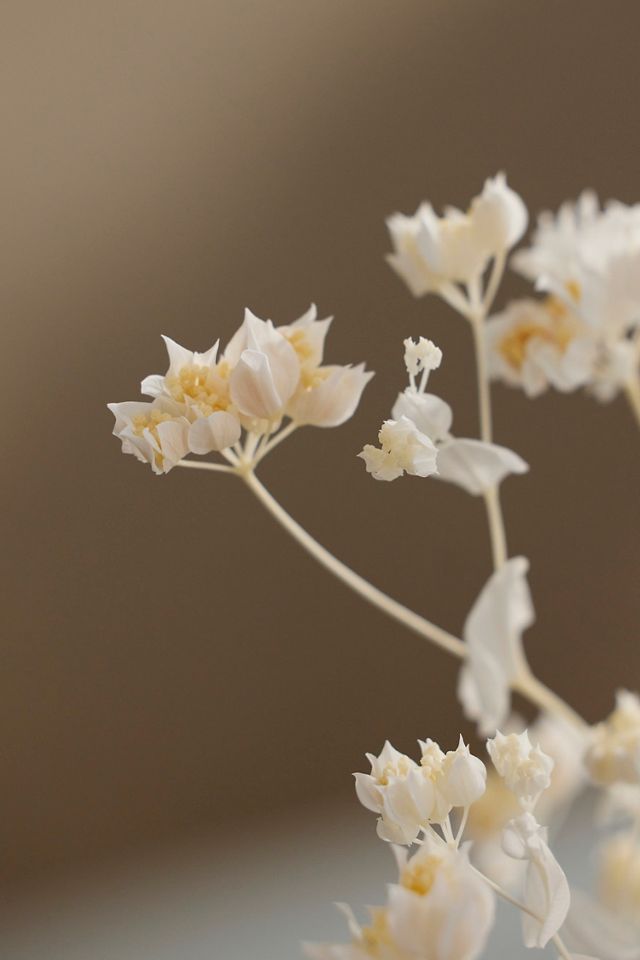 Preserved Bleached Bupleurum Bunch #1