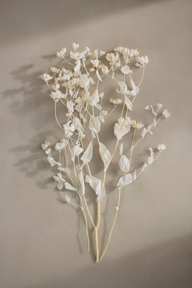 Preserved Bleached Bupleurum Bunch #2