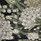 Black Floral