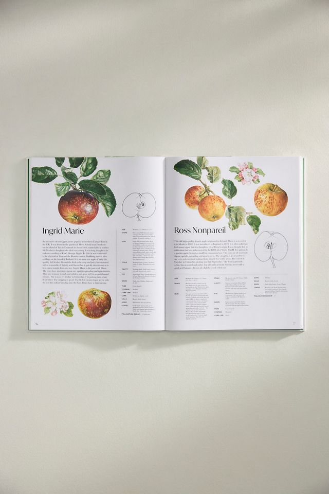Rosie Sanders’ Apples #1