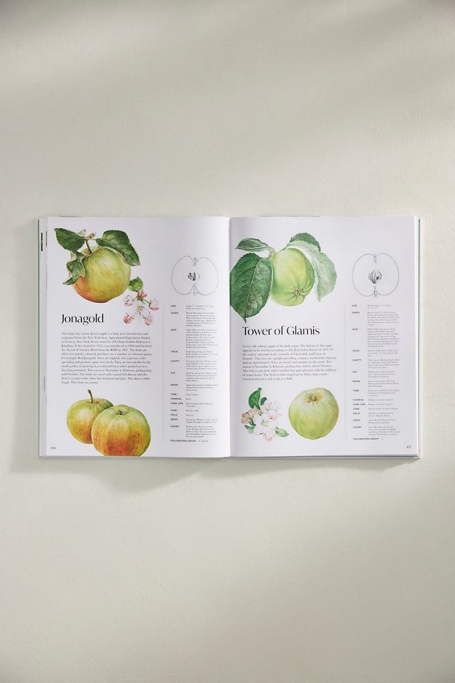 Rosie Sanders’ Apples #2