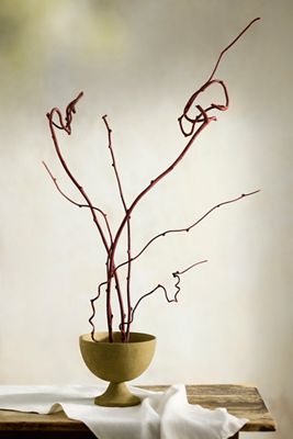 Dried Kiwi Vine Bunch