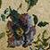 Purple Pansy