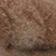 Ivory Pattern