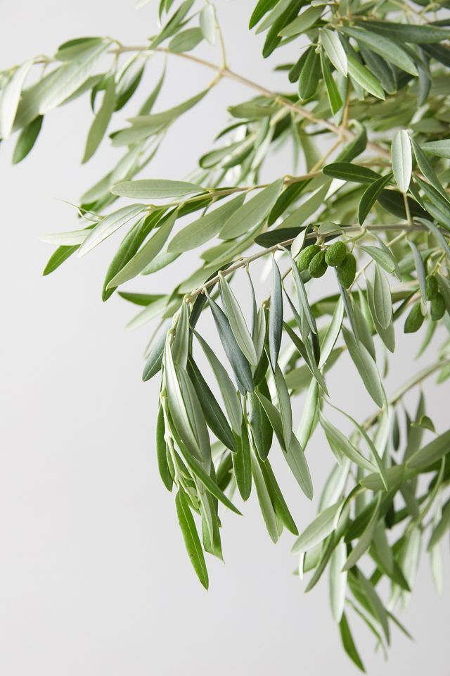 Fresh Olive Branch Bunch #2