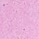 Pink Santa
