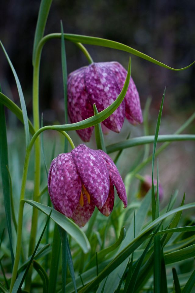 Fritillaria meleagris Bulbs #2