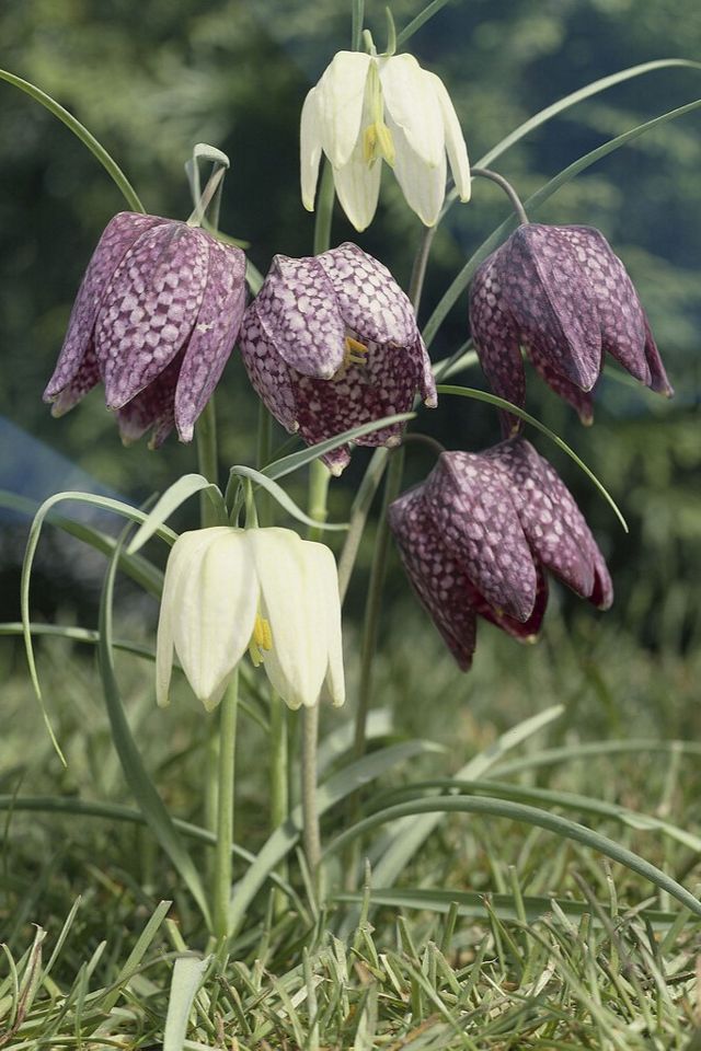 Fritillaria meleagris Bulbs #1