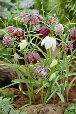 Fritillaria meleagris Bulbs
