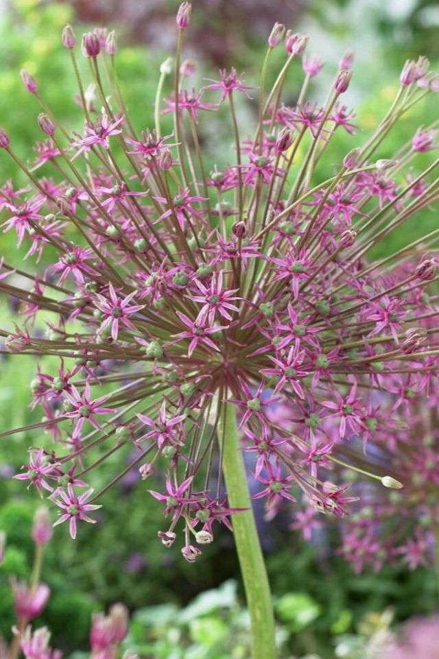 Allium schubertii Bulbs #1