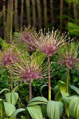 Allium schubertii Bulbs