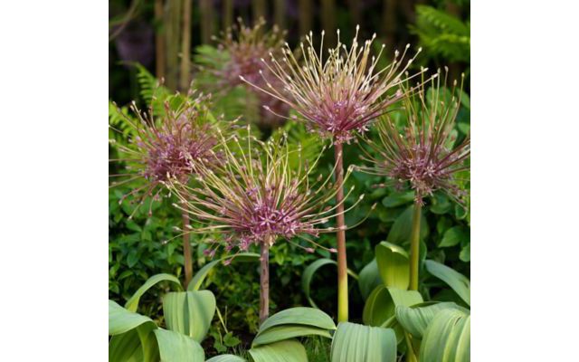 Allium schubertii Bulbs #2