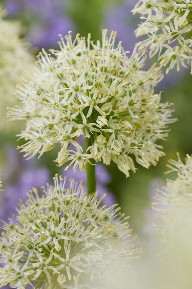 Allium ‘Mount Everest’ Bulbs