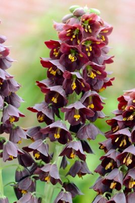Fritillaria persica Bulb
