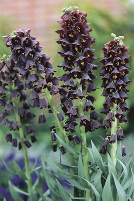 Fritillaria persica Bulb