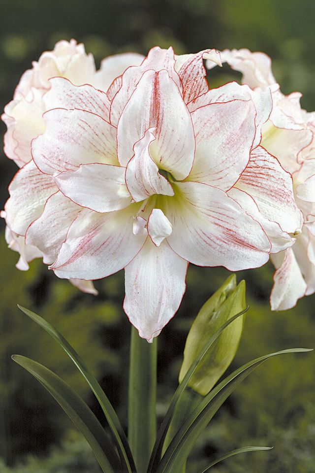 Amaryllis ‘Aphrodite’ Bulb