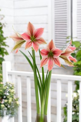 Amaryllis ‘Exotic Star’ Bulb