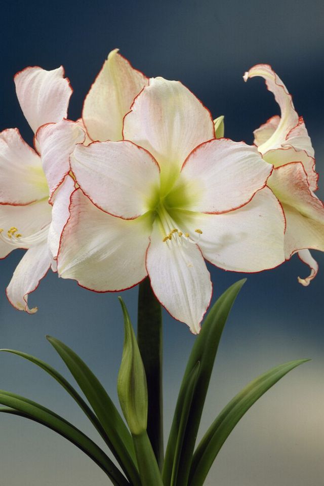 Amaryllis ‘Picotee’ Bulb #1