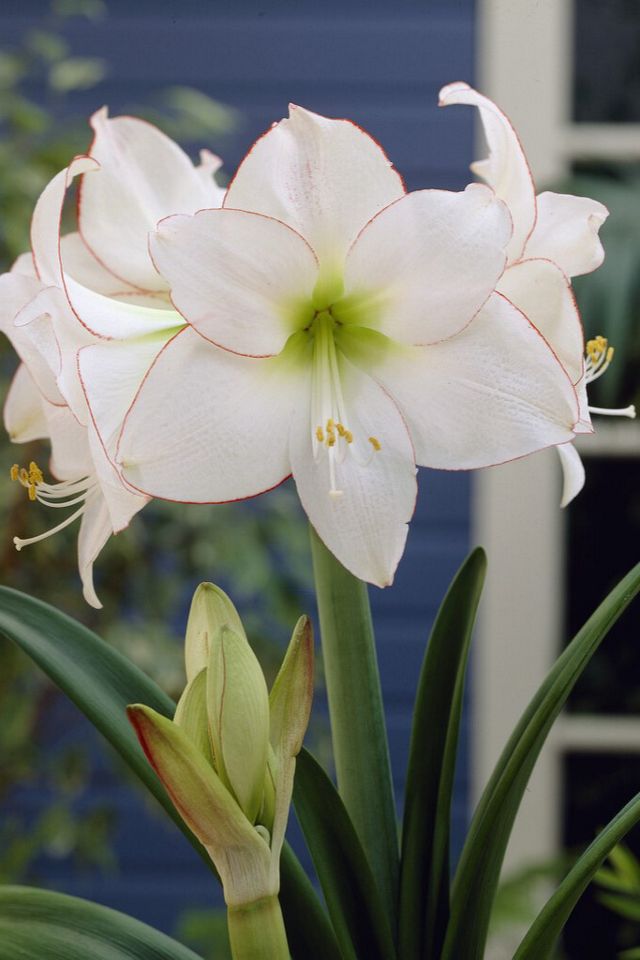 Amaryllis ‘Picotee’ Bulb
