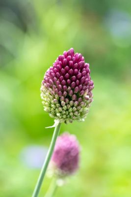 Allium sphaerocephalon Bulbs