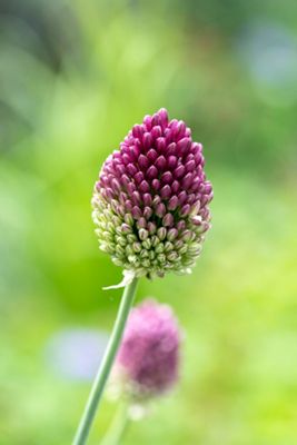 Allium sphaerocephalon Bulbs
