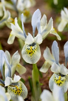 Iris 'Katharine Hodgkin' Bulbs