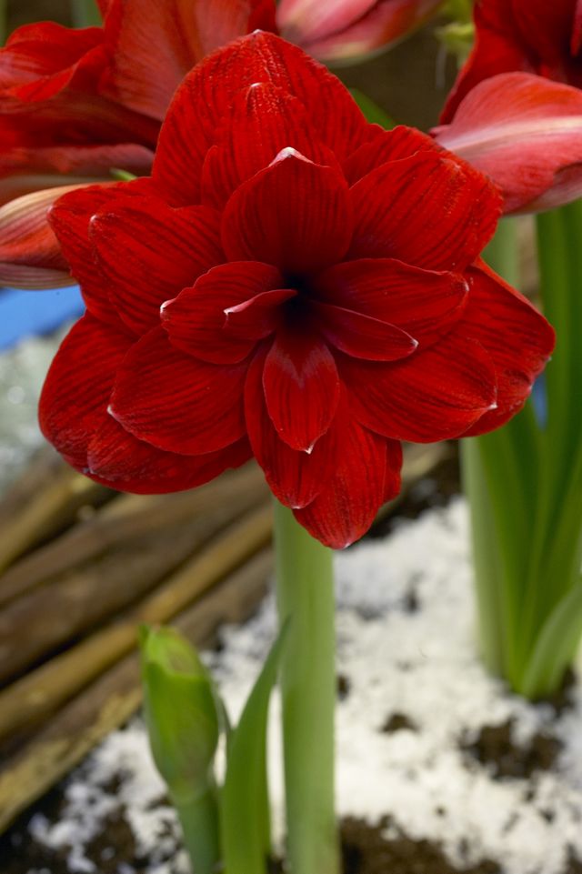 Amaryllis ‘Double Dragon’ Bulb #2